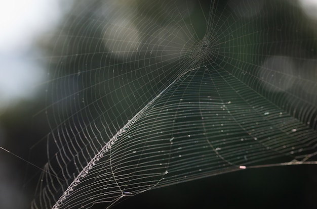 El fondo de primer plano de tela de araña (tela de araña)