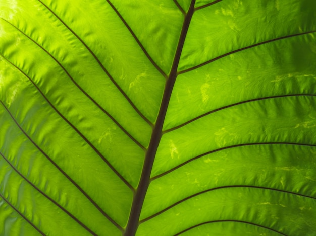 Fondo de primer plano de textura macro de hoja verde