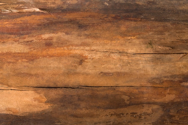 Fondo de primer plano de textura de madera natural. Superficie de madera dura, telón de fondo de corteza de árbol viejo