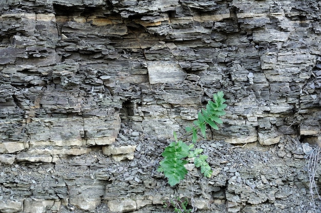 Fondo de primer plano de textura de piedra sin fisuras