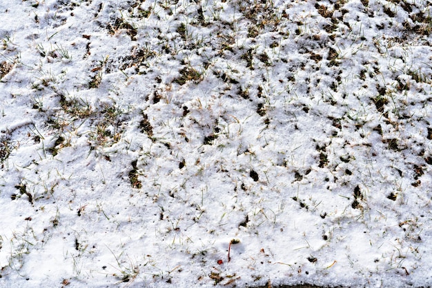 Fondo con la primera nieve cayendo sobre hierba verde Enfoque selectivo Ha llegado el invierno espacio de copia nevada