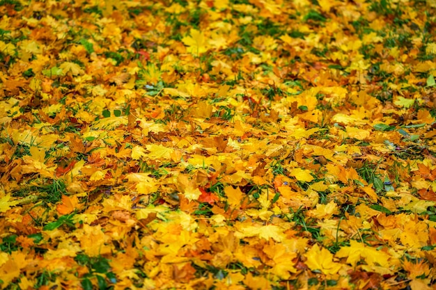 Fondo de profundidad de campo de otoño de hojas de arce caídas con enfoque selectivo