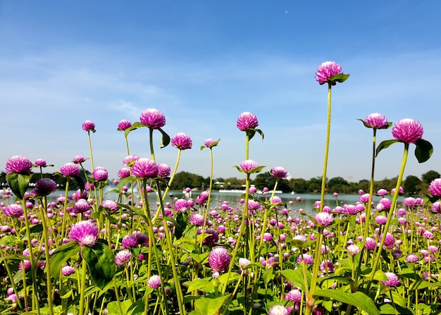 Fondo púrpura hermoso del campo de la flor del amaranto del globo