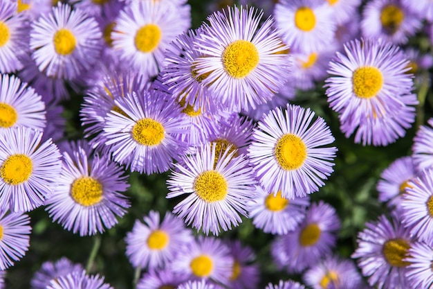 Fondo púrpura de la naturaleza de la flor del amanecer de la margarita Prado de primavera de manzanilla