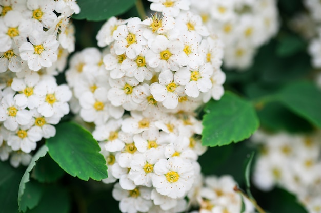 Fondo de racimos de arbustos de flores blancas en el parque de la primavera