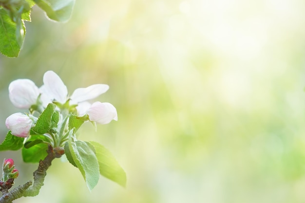 Fondo de rama de árbol frutal floreciente Espacio de copia Fondo de primavera