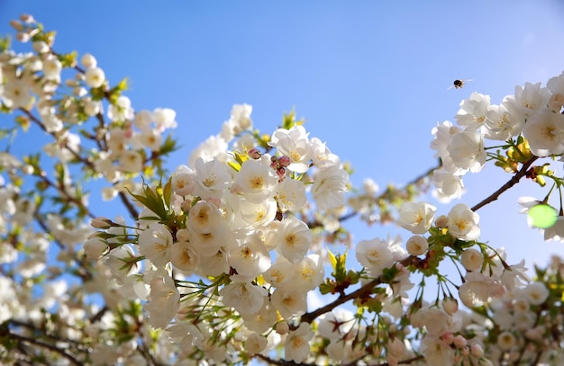 Fondo de rama de árbol de primavera floreciente