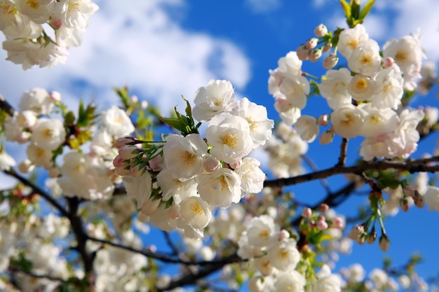 Fondo de rama de árbol de primavera floreciente