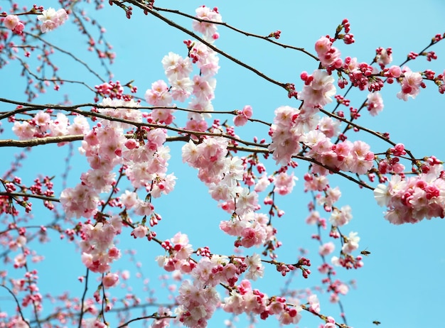 Fondo de rama de árbol de primavera floreciente