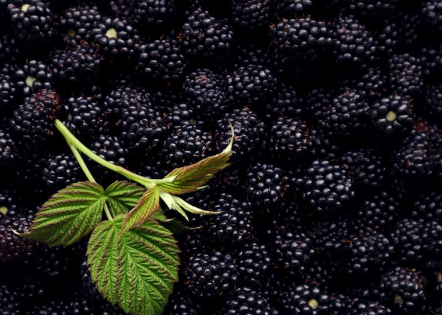 Fondo de rama de frambuesa de moras maduras en ellos vista superior primer plano