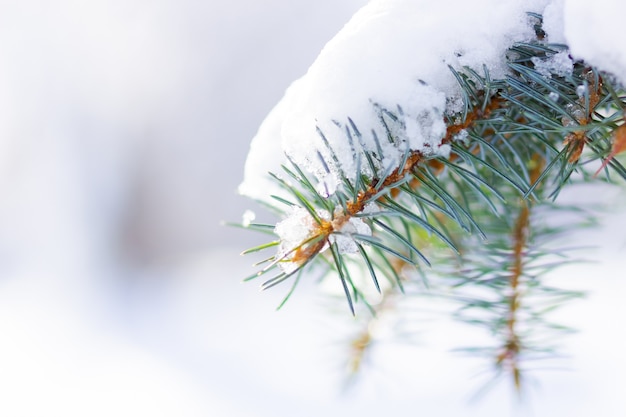 Fondo con ramas de abeto cubiertas de nieve.