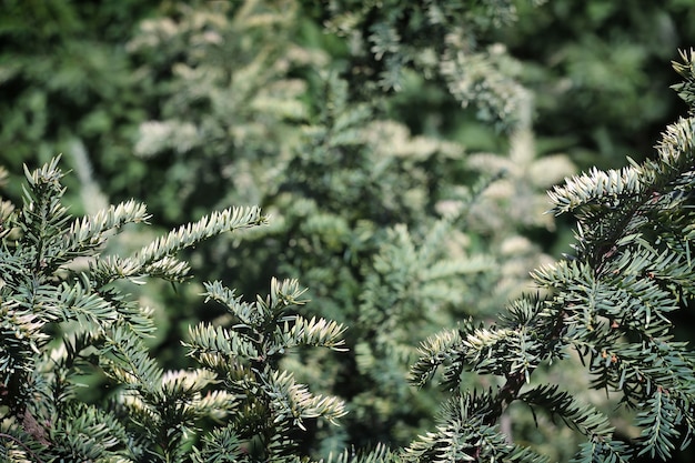 Foto fondo de ramas de abeto de hoja perenne como marco al aire libre. con espacio de copia.