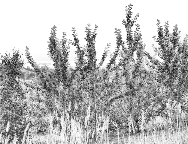 Fondo de ramas de árbol detallado en blanco y negro
