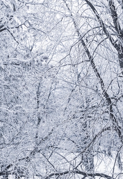 Fondo de ramas de árboles cubiertas de escarcha Paisaje de la naturaleza con nieve blanca Concepto de vacaciones de invierno