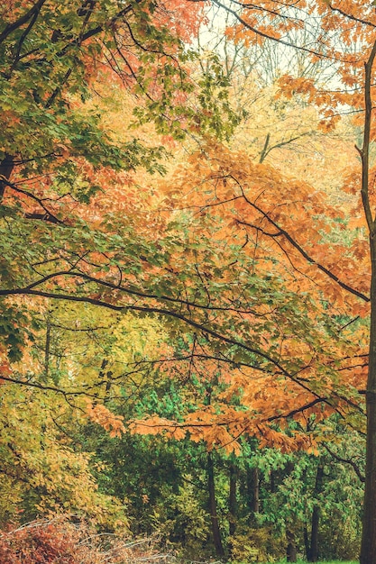 Fondo ramas árboles hojas amarillas en otoño