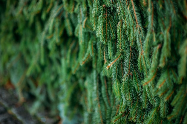 fondo de ramas de árboles de navidad