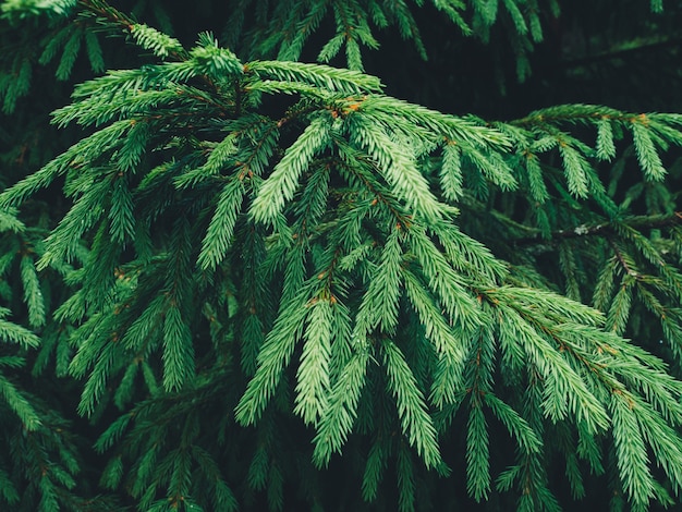 fondo de ramas de árboles de navidad