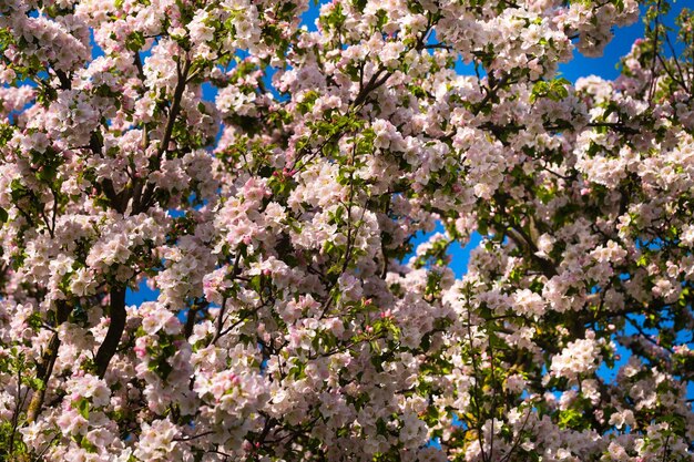 Fondo de ramas de manzano con flores rosas sobre un fondo de cielo azul