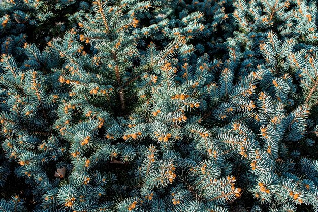 Fondo de ramitas de abeto azul o pino con pequeños conos Copiar espacio