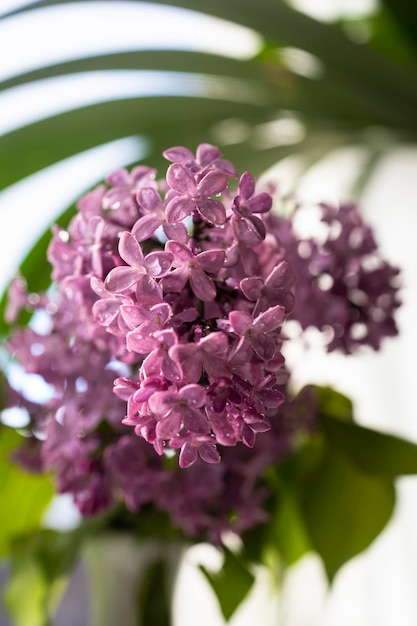 Fondo de ramo de flores lilas frescas