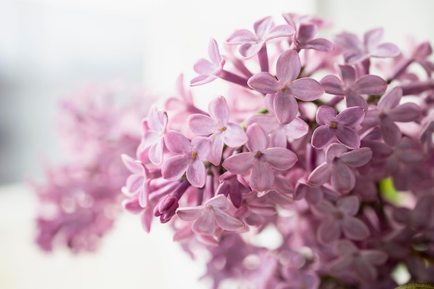 Fondo de ramo de flores lilas frescas