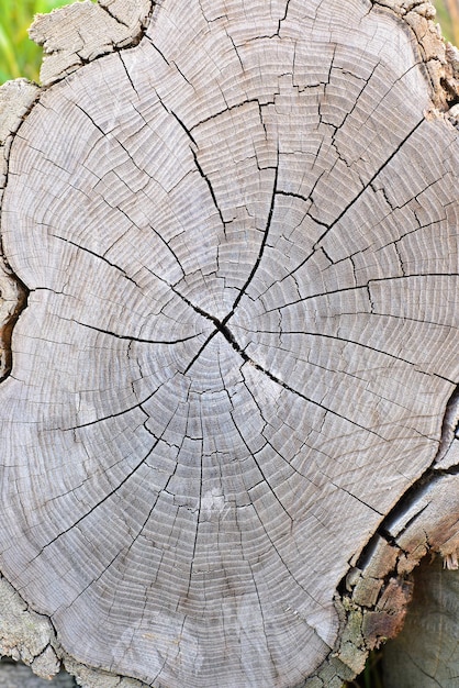 Fondo de registro agrietado de sección agrietada de madera seca vieja