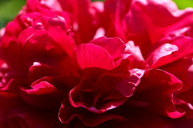 Un fondo rojo oscuro natural de una macro foto de pétalos de peonía rojo oscuro