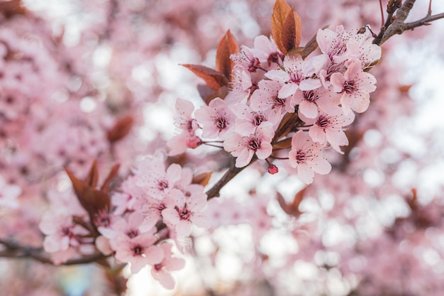 Fondo rosa de árbol frutal floreciente