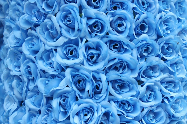 Fondo rosa azul