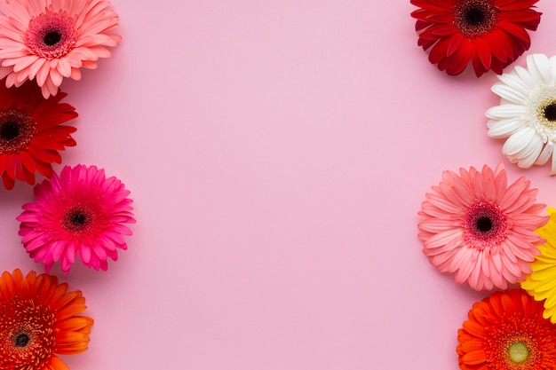 Foto fondo rosa espacio de copia con margaritas gerberas