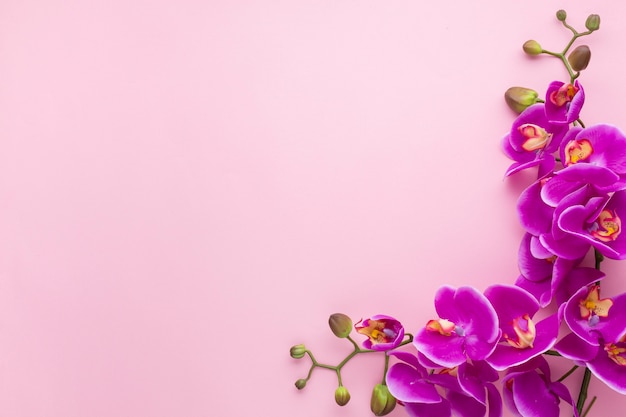 Foto fondo rosa espacio de copia con orquídeas