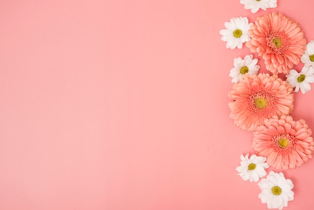 Fondo rosa con margaritas y flores de gerbera