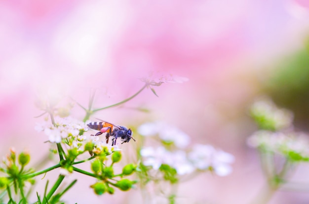 Fondo rosa naturaleza rosa y abeja en flor blanca