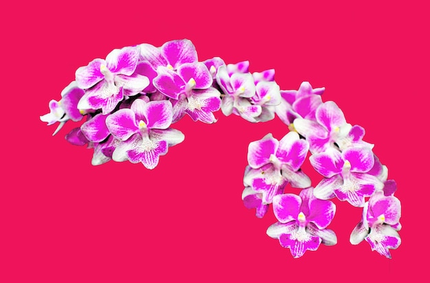 Un fondo rosa con orquídeas moradas