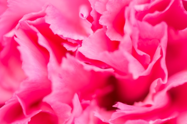 Fondo rosado abstracto de la flor de la peonía usado como ilustración del fondo
