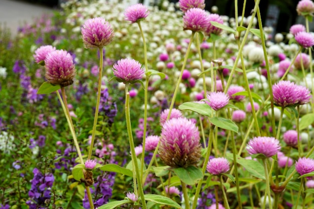 Fondo rosado hermoso del campo de la flor del amaranto del globo