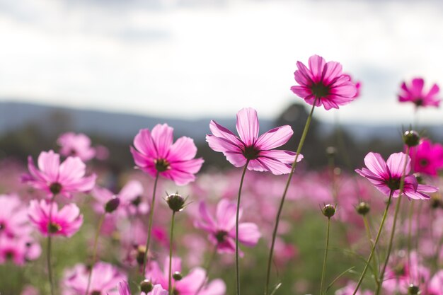 Fondo rosado y rojo del jardín de flores del cosmos