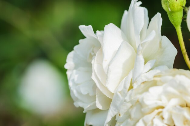 FONDO DE ROSAS BLANCAS