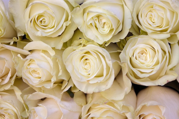 Fondo con rosas blancas