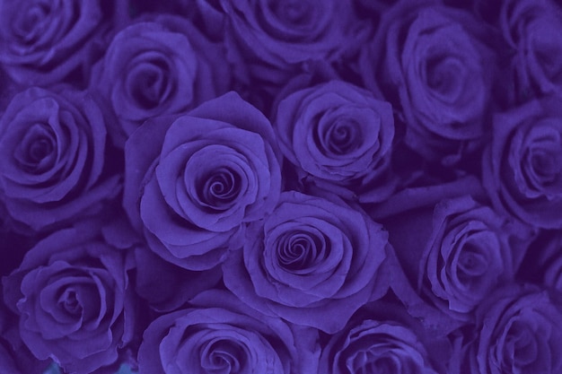 Fondo de rosas de color violeta que tonifica el color del año muy peri