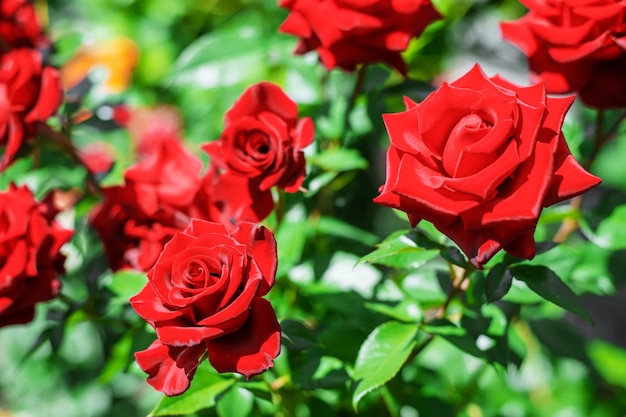 Fondo de rosas en flor en el jardín naturaleza de enfoque selectivo.