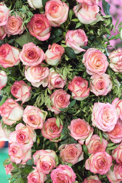 Fondo de rosas naturales rosa