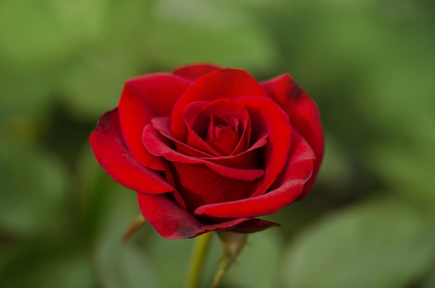 Fondo de rosas rojas naturales Fondo de flor rosa roja