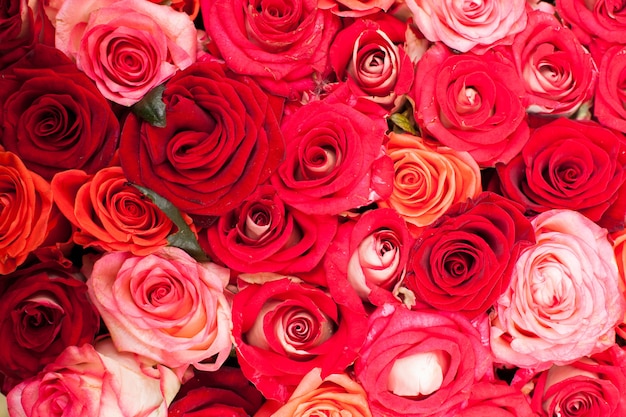 Foto fondo de rosas rojas