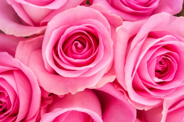 Fondo de rosas rosadas