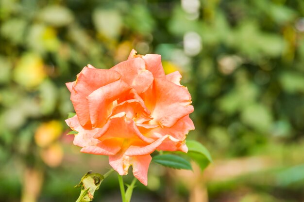 FONDO DE ROSAS ROSAS EN EL JARDIN