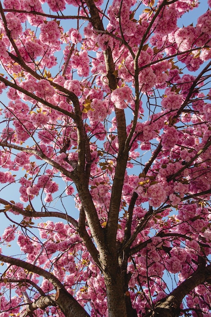 Fondo de sakura Fondo de pantalla de cerezo en flor Flores de primavera rosadas florecientes Cielo azul