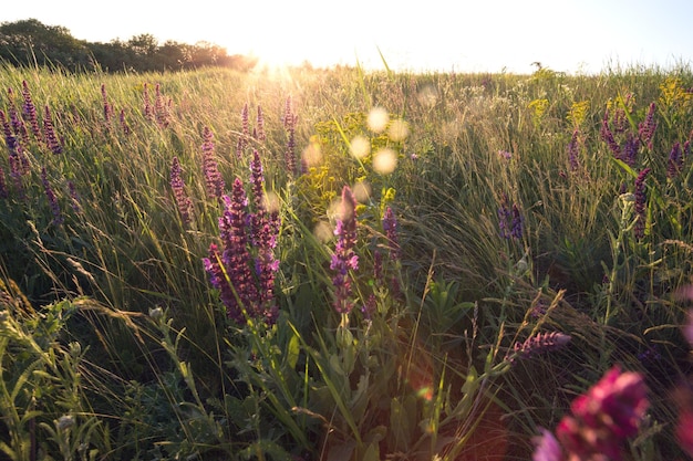 Fondo de salvia floreciente