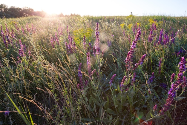 Fondo de salvia floreciente