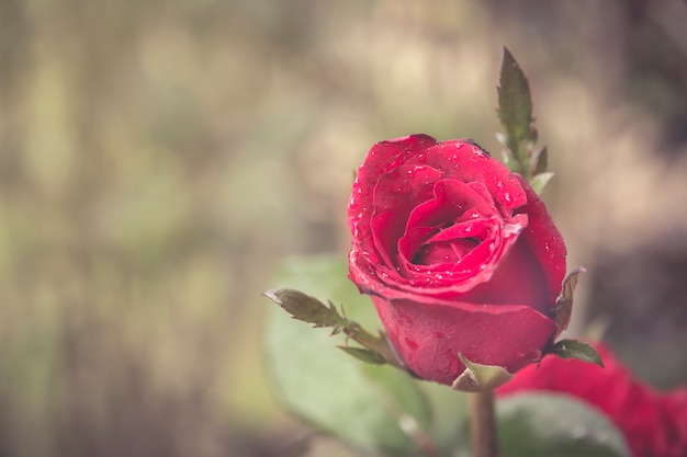 Fondo de San Valentín con rosas rojas.